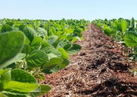 Com safra recorde, Brasil teve maior aumento de área de soja em 9 anos