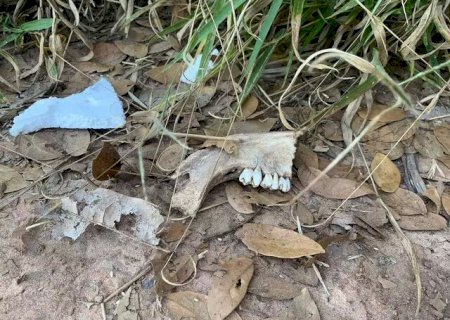 Ossada encontrada em chácara é de homem morto há mais de um mês.