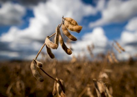 Produtores de soja brasileiros evitam vender. Acompanhe as cotações