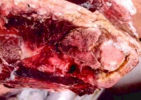 Força-tarefa apreendeu 1 tonelada de carne e 1.100 ovos de açougue