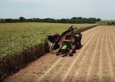 Em plena safra de cana-de-açúcar, setor gera mais de 400 vagas de emprego em MS