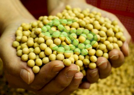 Preços da soja ficam estáveis às vésperas de relatório do USDA
