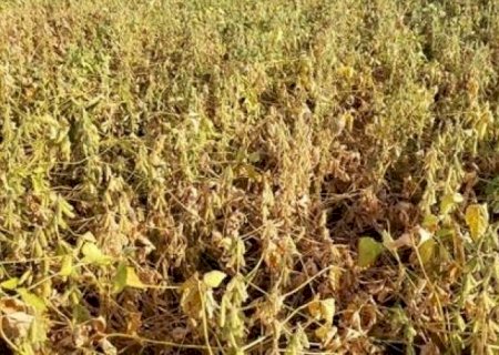 Argentina se torna o 2º destino da soja do Brasil em 2023