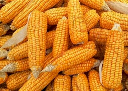Milho exportação: prêmios de agosto sobem novamente