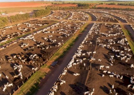 Brasil tem 6,995 mi de animais confinados em 2023, queda de 0,5% ante 2022