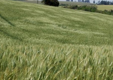 Brasil tem a menor importação de trigo no primeiro semestre em 26 anos