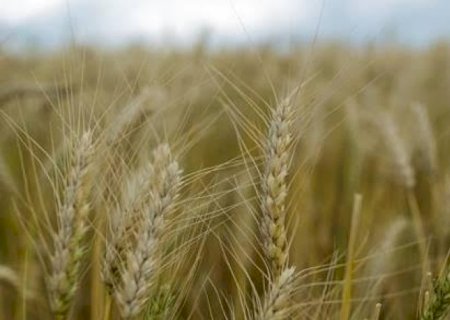 Paraná terá safra recorde de trigo neste ano | Brasilagro