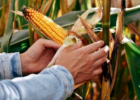 Milho: USDA aponta área bem maior do que a esperada