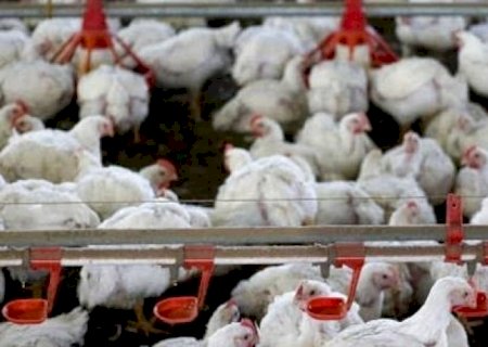 Exportações de frango do crescem 8,5% no 1º semestre e superam US$ 5 bi