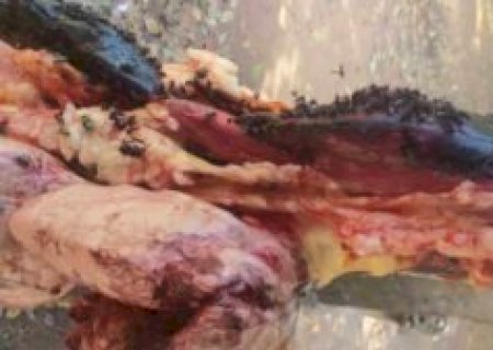 Casal vai para a delegacia após descoberta de abate clandestino que vendia carne podre com moscas