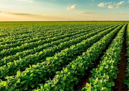 Conab estima novo recorde para safra brasileira de soja 2023/24