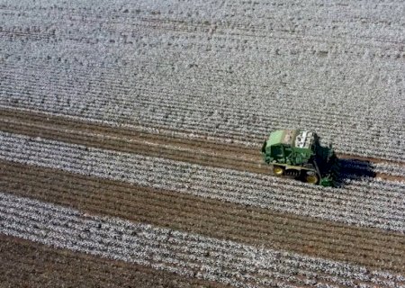 Colheita do algodão chega perto dos 90% em Mato Grosso
