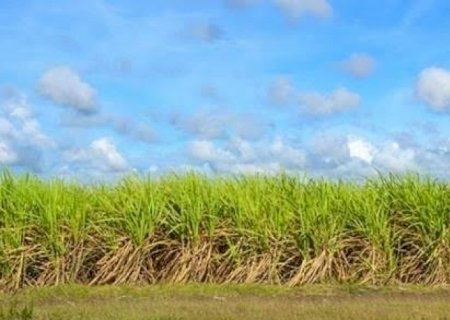Empresário cita recorde do açúcar em 12 anos e vê ‘absurdo’ para o etanol