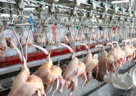 Produção de carne de frango pode chegar a 16 mi de t em 2024 e atingir novo recorde