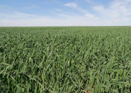 Área reservada à agropecuária no país cresceu 50% em 37 anos