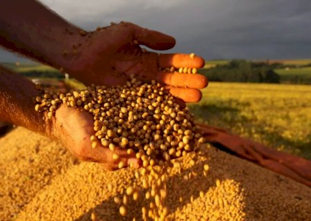 Mercado de soja deve ter dia lento; produtores monitoram clima e plantio