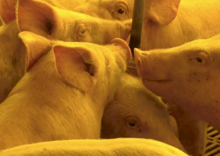 Suínos: preços avançam no mercado interno em setembro