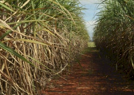 Embrapa lança software para avaliar sustentabilidade da cana-de-açúcar