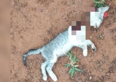 Marido é preso por decapitar gato e ameaçar esposa com facão em Nova Alvorada do Sul