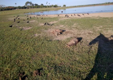 Polícia Civil esclarece furto em propriedade rural e prende autor de crimes ambientais