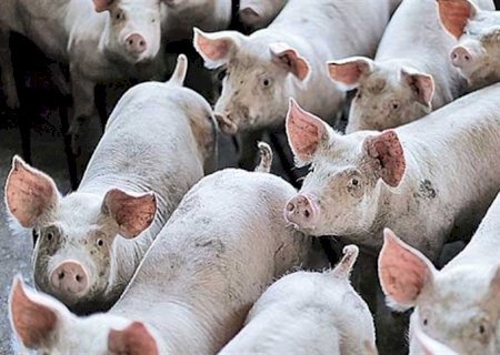 Mercado de suínos apresenta recuperações