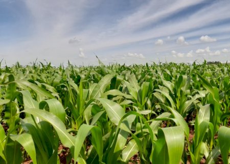 Com o tema “preservar e produzir', Campo Grande recebe o 17º Seminário Nacional do Milho Safrinha