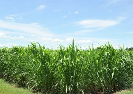 Estratégia brasileira tornará cana da Guatemala sustentável