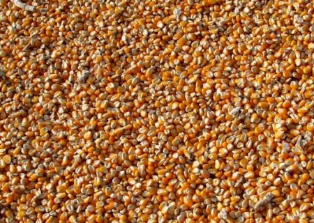 Brasil aumenta preço do milho paraguaio