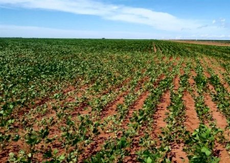 Argentina responde ao clima e soja ganha impulso