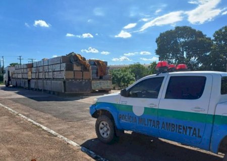 Balanço: PMA capturou 89 animais e abordou mais de 420 pessoas