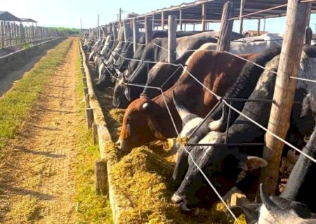 Dica: Cultivar de capim-elefante é opção de forragem durante seca