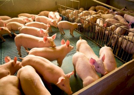 Preços do suíno vivo e da carne recuam; cai poder de compra frente ao farelo