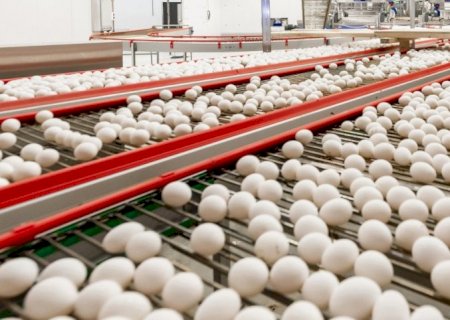 Mercado dos ovos se enfraquece na 2ª quinzena
