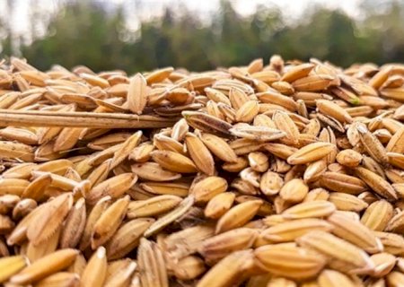 Anulação do leilão do arroz é vitória do agro brasileiro