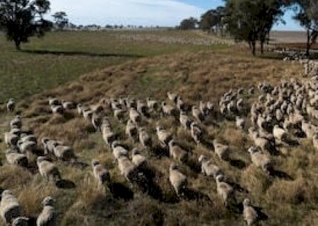 Os fungos na agricultura serão capazes de limpar o meio ambiente?