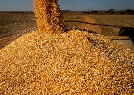 Soja: Chicago chega ao intervalo em alta por dados do USDA e externo favorável