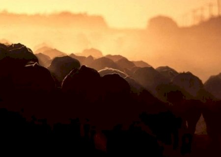 Brasil avança em mercados de carne dos EUA