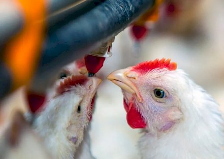 Preços do frango vivo sobem pelo 4º mês