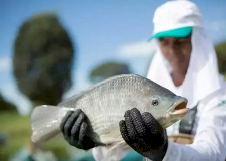Mato Grosso do Sul terá primeira indústria de tilápia enlatada do País