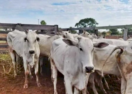 Fazendeiro é preso com 34 cabeças gado furtadas em Coxim