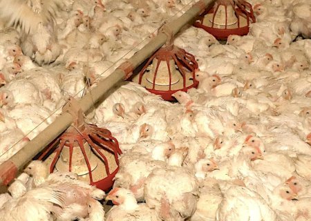 Frango: poder de compra frente ao milho é o menor desde abr/23