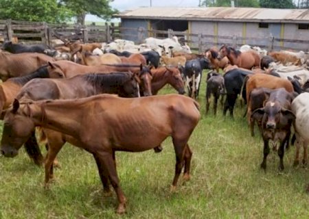 Operação apreende 238 animais criados de forma ilegal em MS