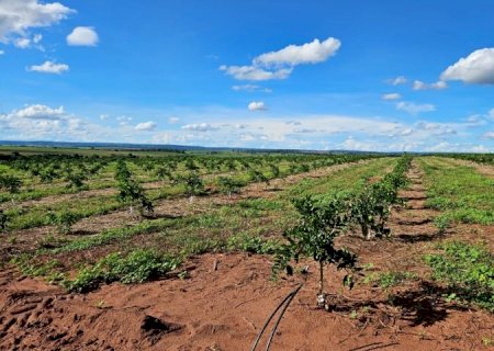 Cassilândia vira novo polo de produção de laranjas em MS e deve ter mais de 3 mil hectares plantados