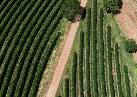 Safra de café 2025/26 do Brasil cairá 8%, aponta Pine Agronegócios