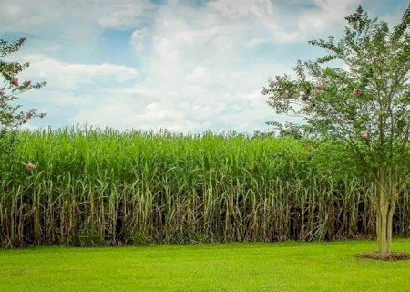 Como otimizar o uso de herbicidas na cana