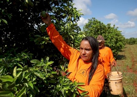 Nova fronteira: citricultura abre oportunidades e muda a vida de trabalhadores em Mato Grosso do Sul