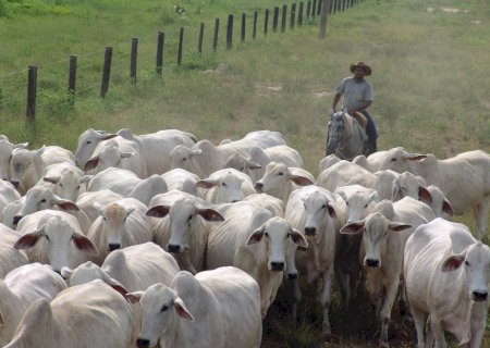 Boi gordo: recuperação dos preços da arroba persiste; veja cotações de hoje