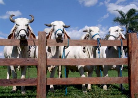 Brasil vai enviar à Turquia bois vivos para reprodução