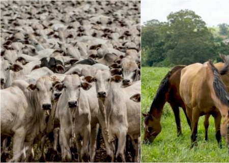 Alta no registro de bovinos e equinos reflete avanço da gestão na pecuária