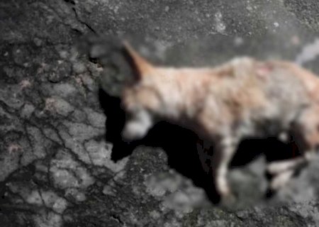 Idoso é acusado de matar cachorro com facão e pauladas em MS